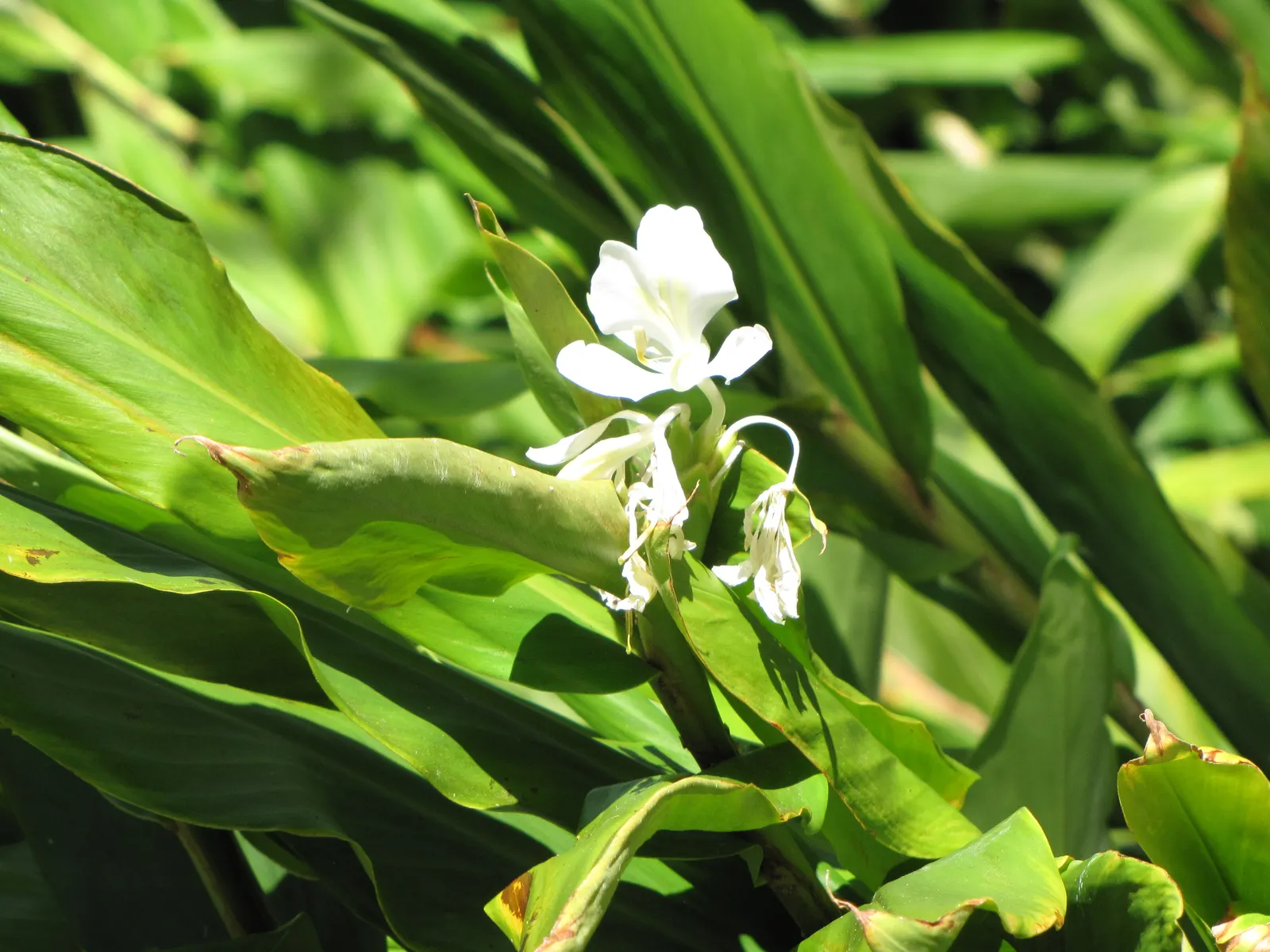 White Garland Lily (Hedychium Coronarium) — and while it tolerates some dry spells; the White Garland Lily thrives in USDA zones 8 through 11, image 91