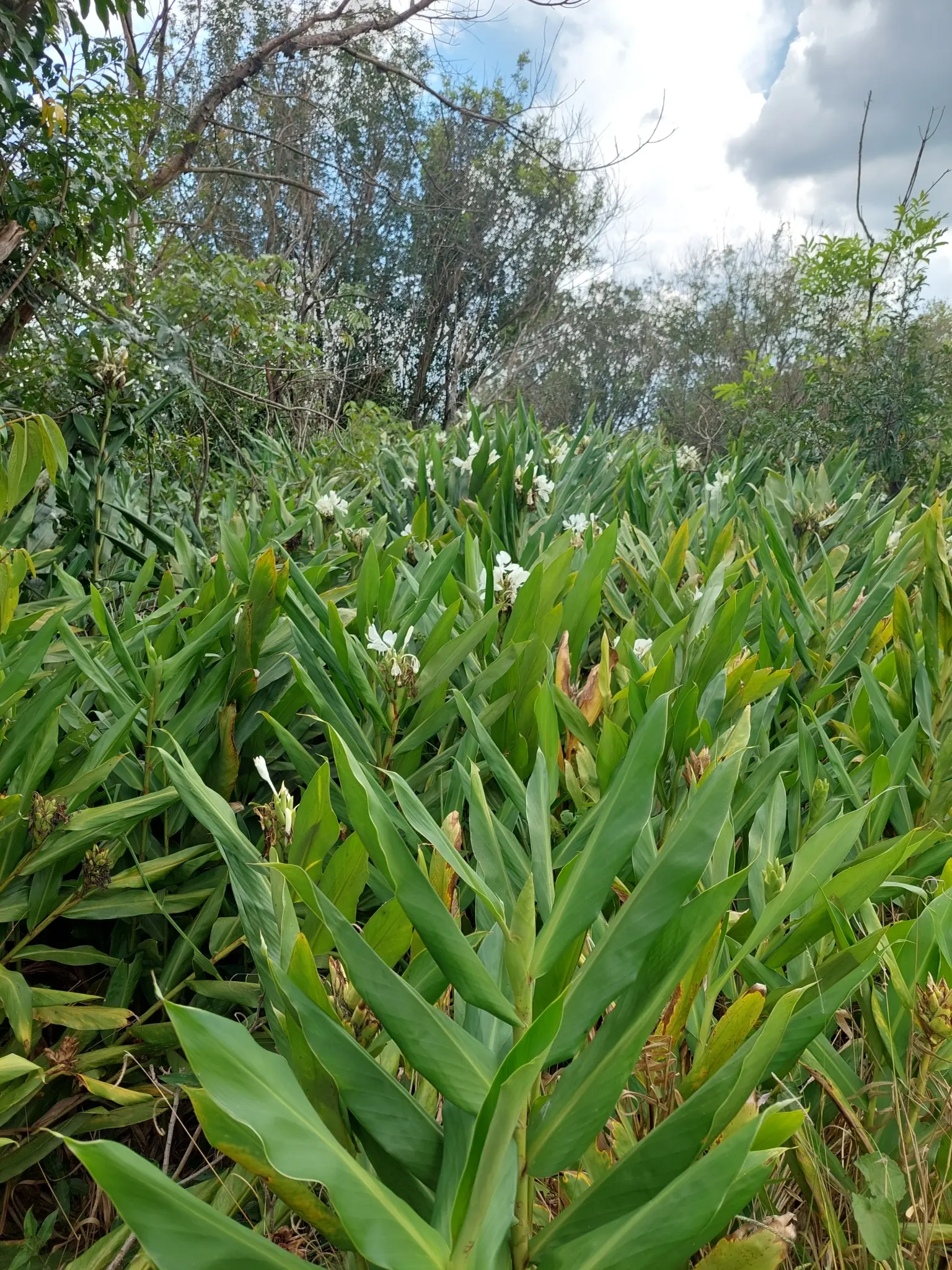 White Garland Lily (Hedychium Coronarium) — Prized for its intensely fragrant white blooms; space the plants about 18 to 24 inches apart to allow, image 111