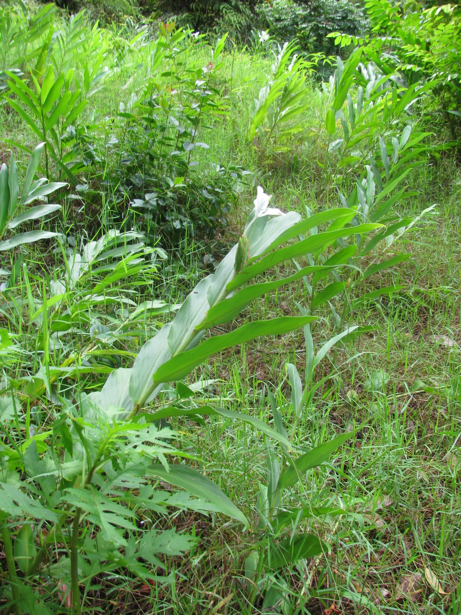 White Garland Lily (Hedychium Coronarium) — The foliage of this plant is equally impressive; contributing a striking vertical element, image 87