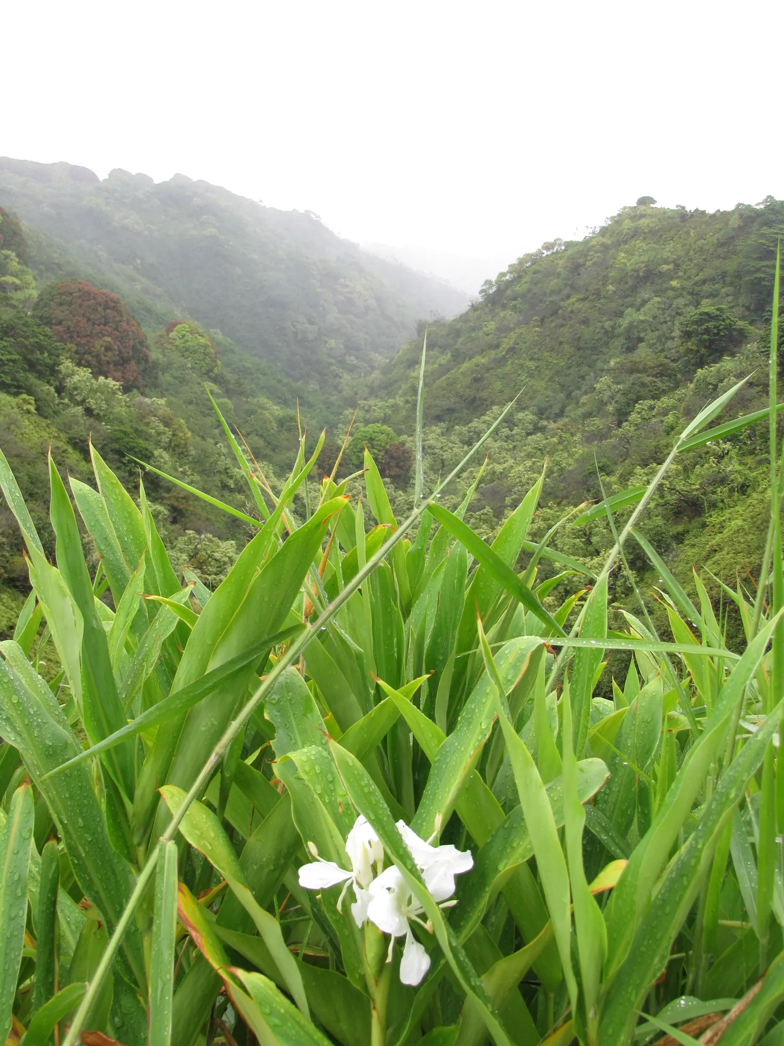 White Garland Lily (Hedychium Coronarium) — Space the plants about 18 to 24 inches apart to allow for full growth and air circulation; prized for, image 72