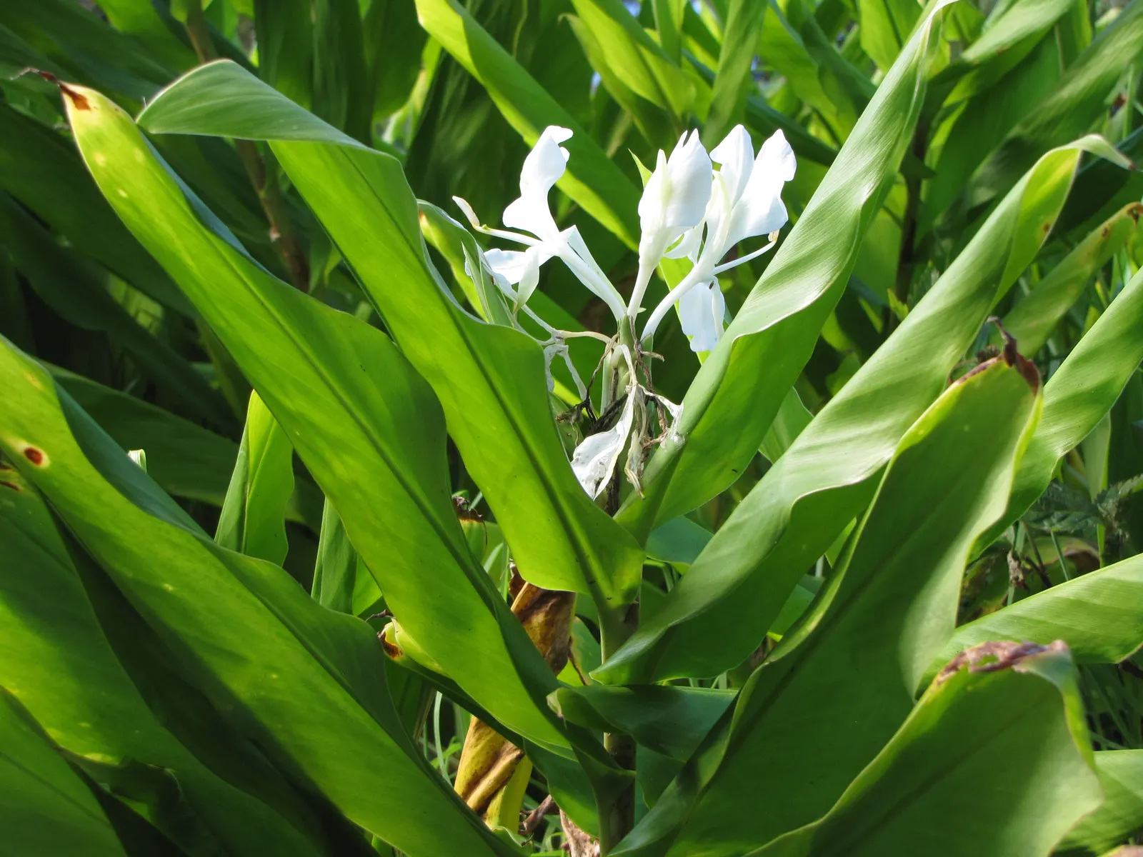 White Garland Lily (Hedychium Coronarium) — it can be grown as a container plant and brought indoors over winter to protect from frosts, image 68