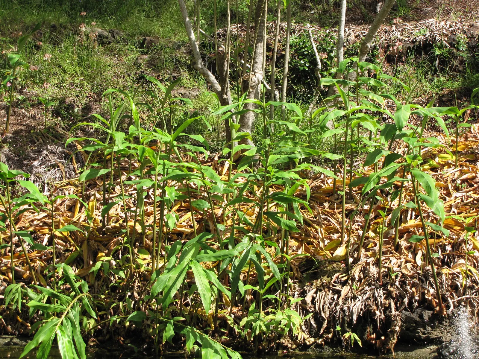 White Garland Lily (Hedychium Coronarium) — which are detrimental to its health.<br><br>When incorporating Hedychium coronarium into landscape designs; this