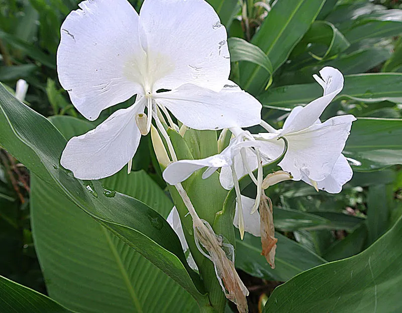 White Garland Lily (Hedychium Coronarium) — The foliage of this plant is equally impressive