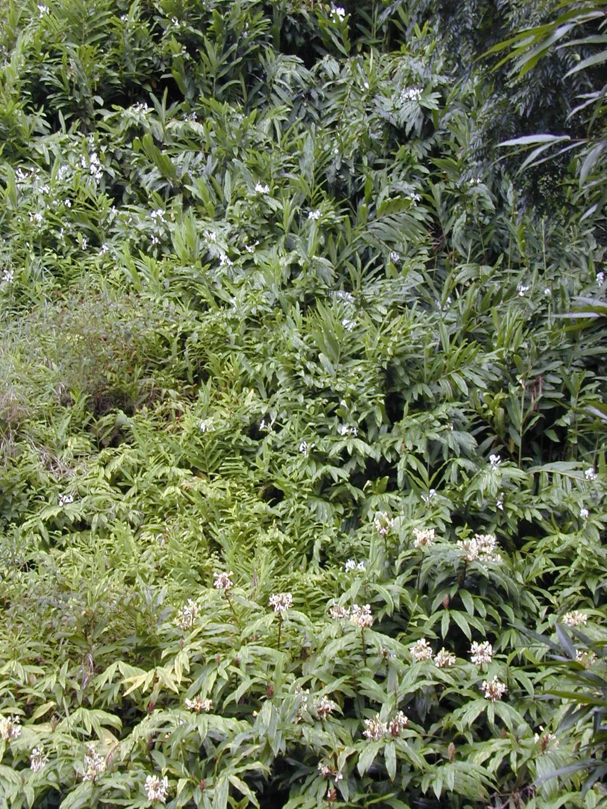 White Garland Lily (Hedychium Coronarium) — minimizing the risk of fungal diseases.<br><br>Gardeners should note that while non-toxic to humans