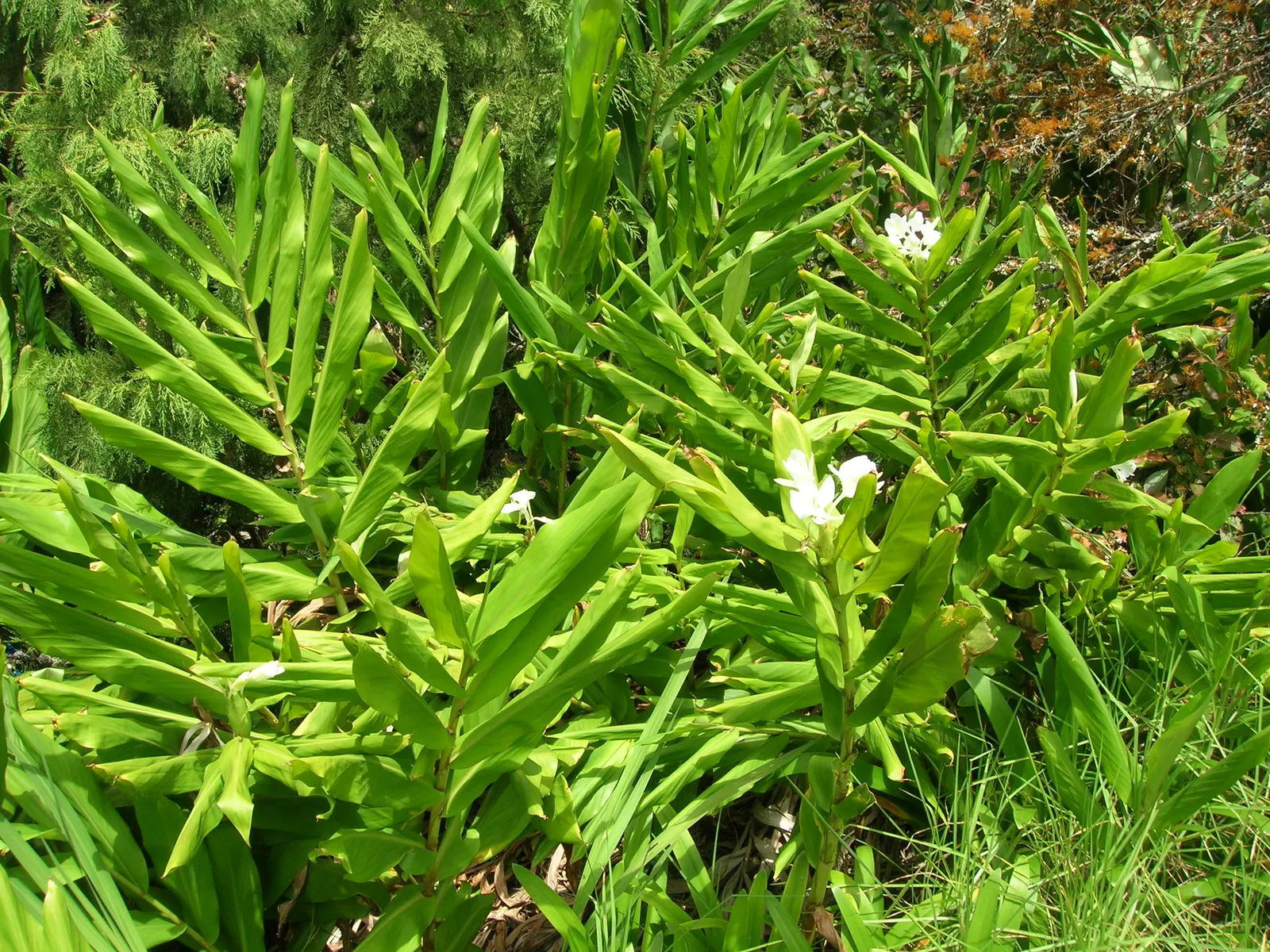 White Garland Lily (Hedychium Coronarium) — contributing a striking vertical element; butterfly-attracting flowers