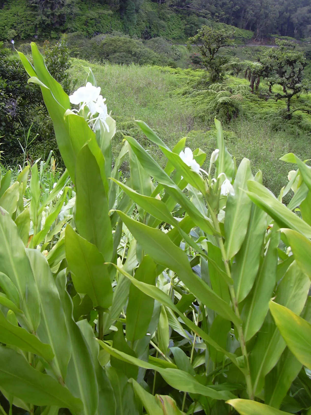 White Garland Lily (Hedychium Coronarium) — it can be grown as a container plant and brought indoors over winter to protect from frosts, image 94