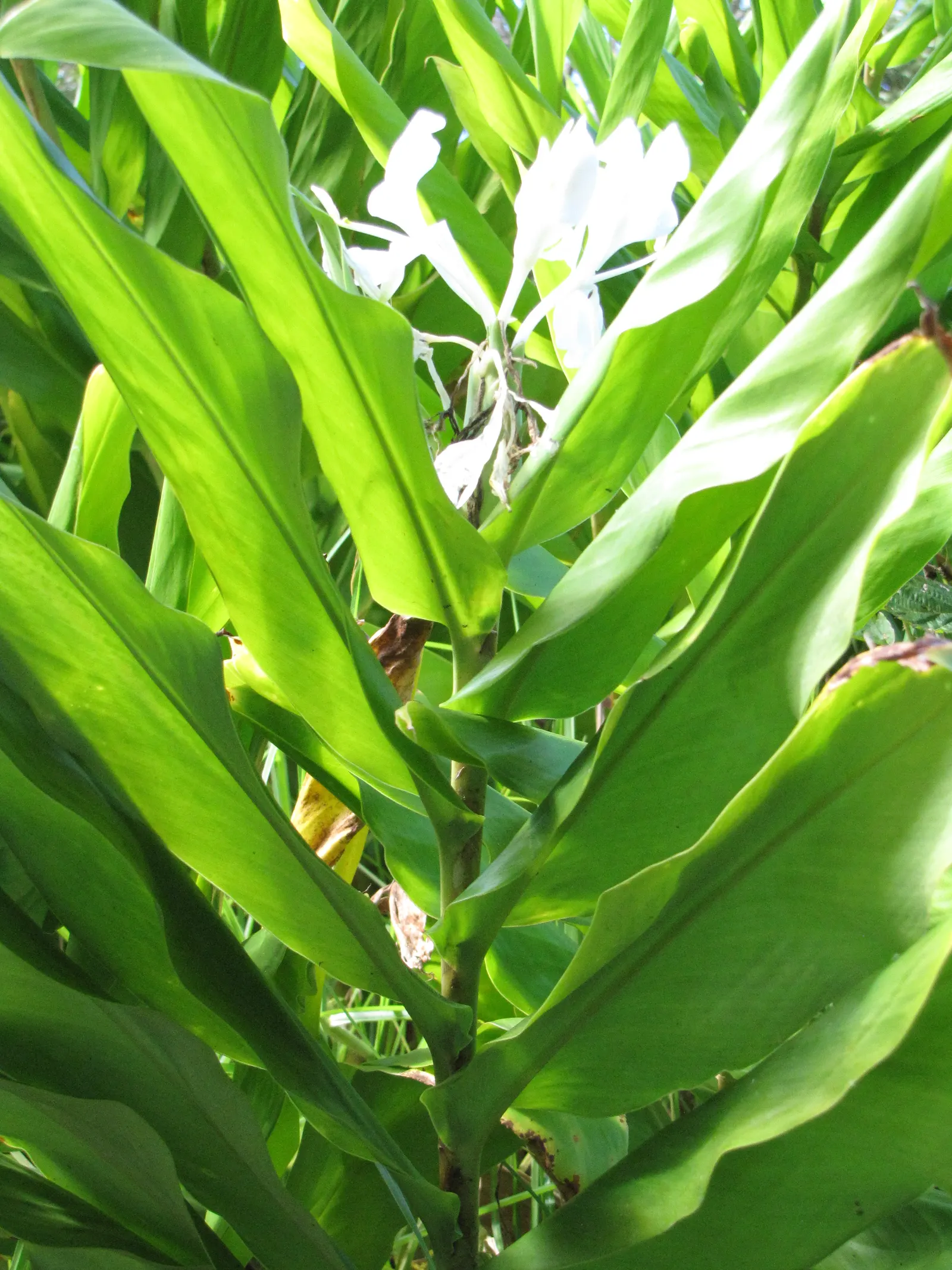 White Garland Lily (Hedychium Coronarium) — Plant in mass for visual impact or as an accent for exotic fragrance in the garden; perennial with, image 56