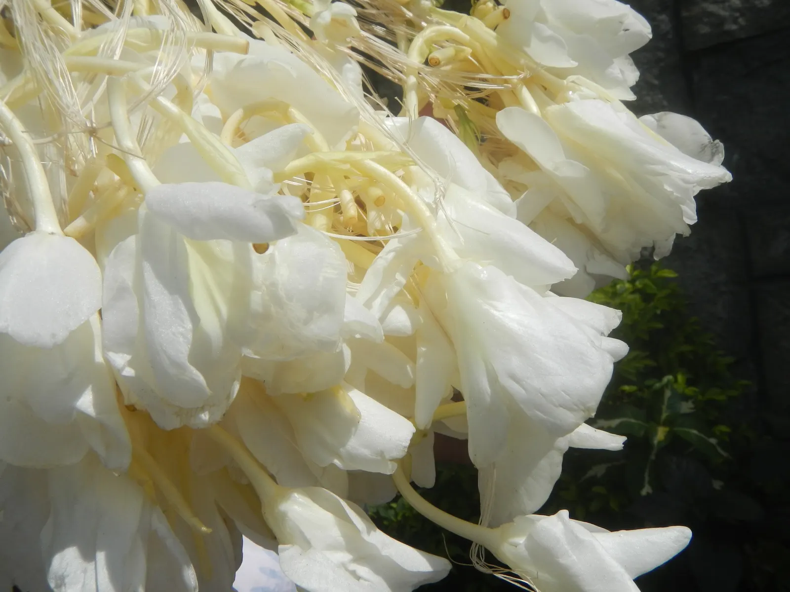 White Garland Lily (Hedychium Coronarium) — Reaching up to 6 feet in height and spreading to approximately 2 feet wide