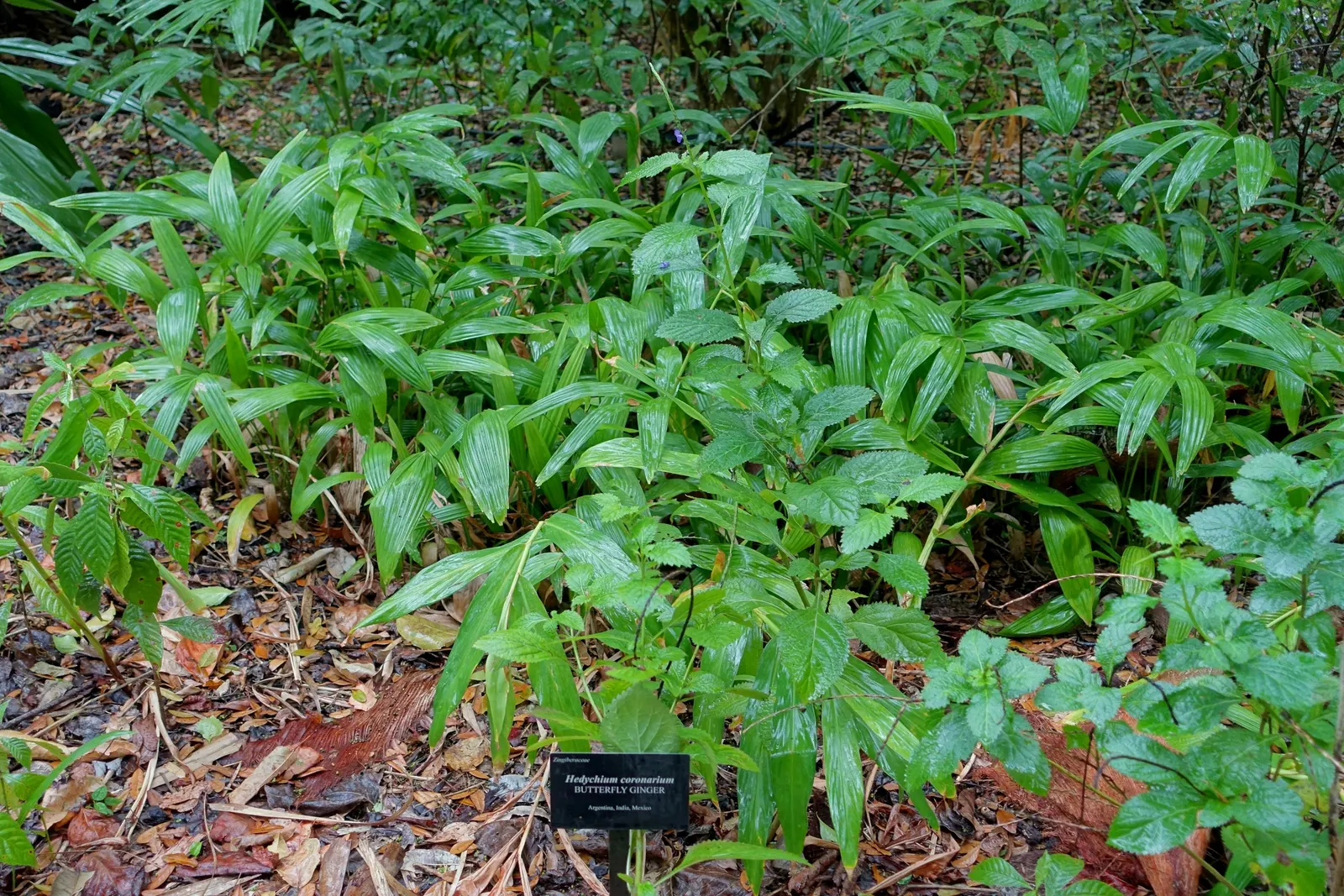 White Garland Lily (Hedychium Coronarium) — perennial with white blooms