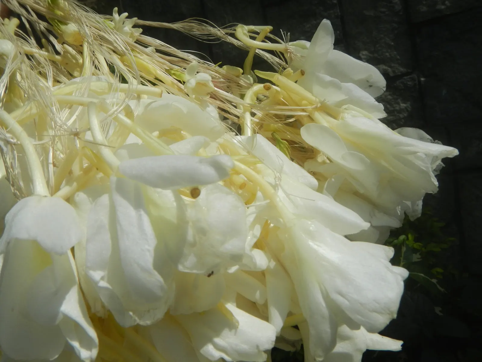 White Garland Lily (Hedychium Coronarium) — Plant in mass for visual impact or as an accent for exotic fragrance in the garden; perennial with, image 82