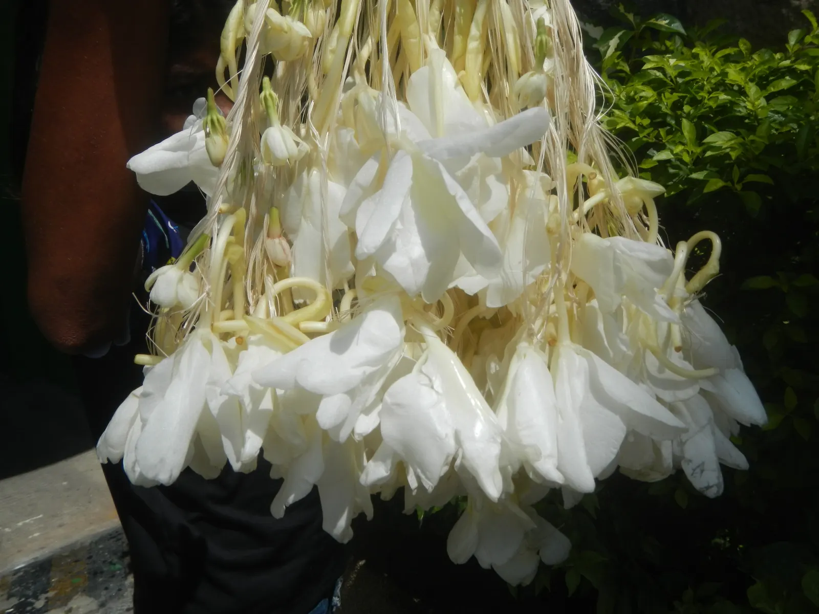 White Garland Lily (Hedychium Coronarium) — the White Garland Lily is considered invasive in some regions; minimizing the risk of fungal, image 74