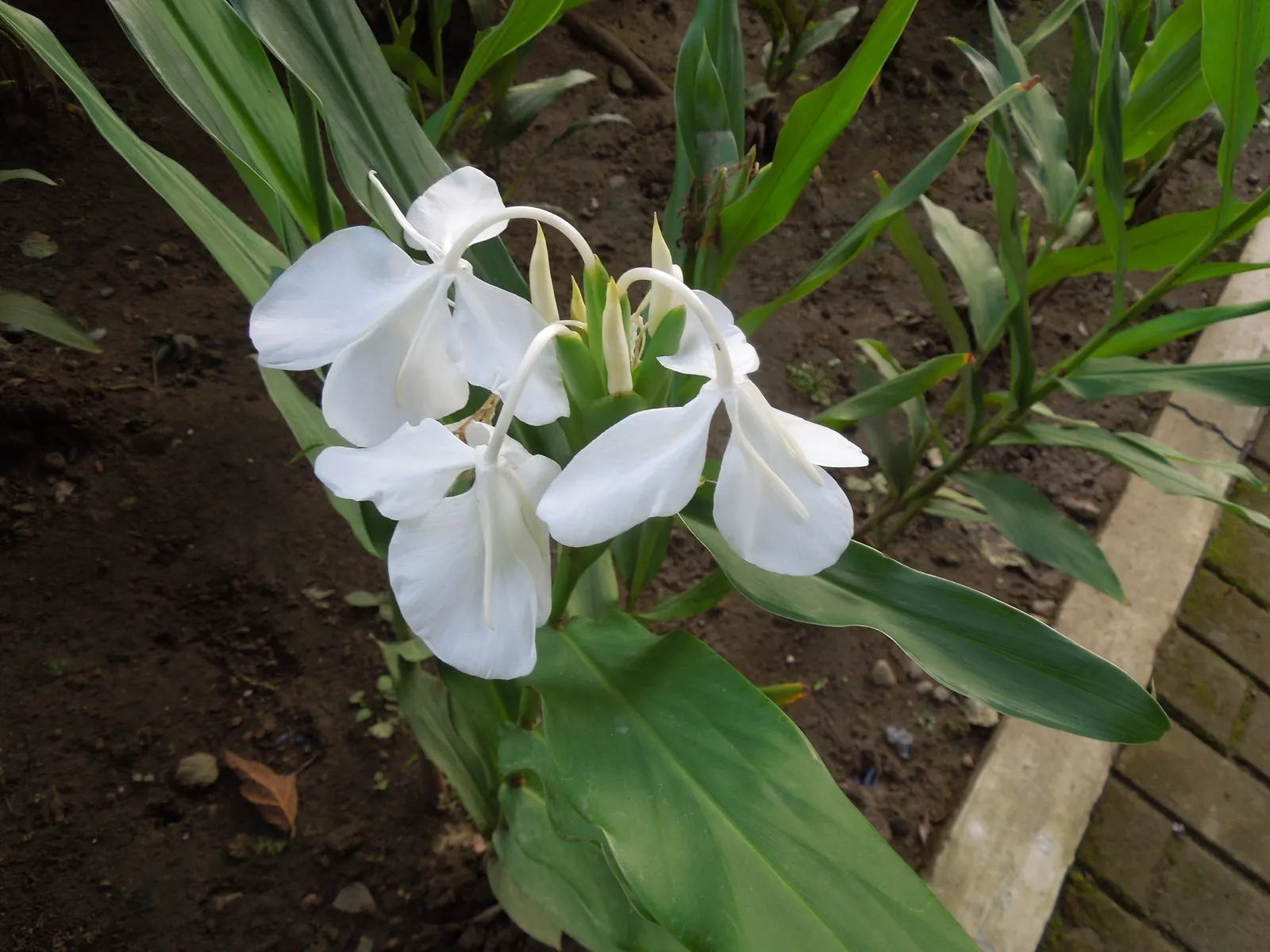 White Garland Lily (Hedychium Coronarium) — minimizing the risk of fungal diseases.<br><br>Gardeners should note that while non-toxic to humans; consistent