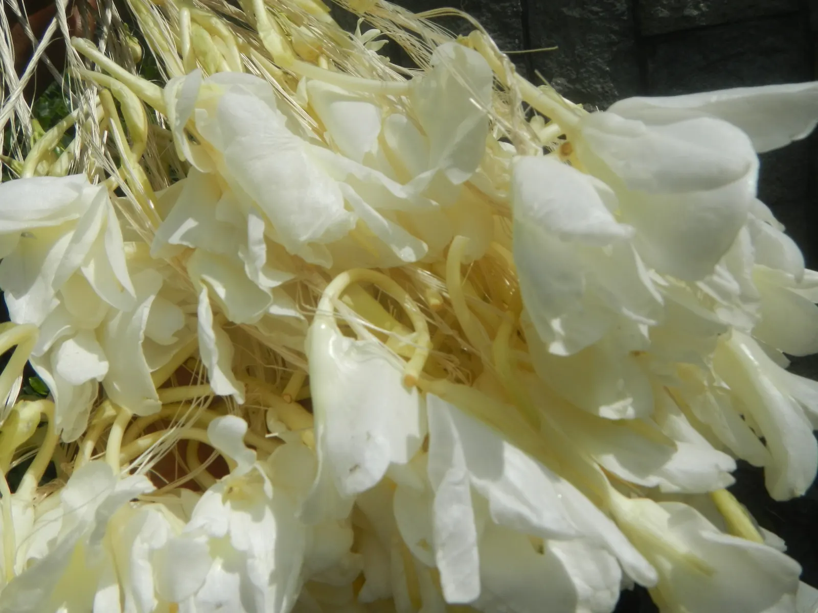 White Garland Lily (Hedychium Coronarium) — the White Garland Lily thrives in USDA zones 8 through 11; in areas with cooler climates, image 62