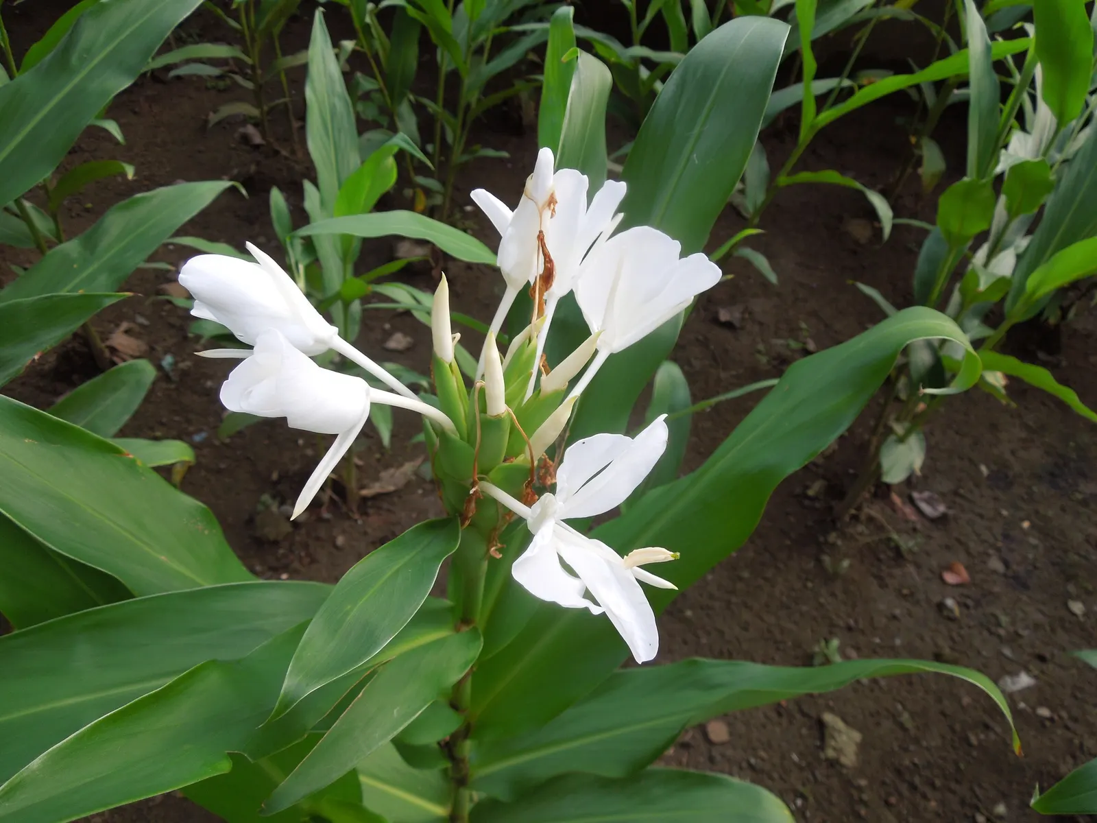 White Garland Lily (Hedychium Coronarium) — perennial with white blooms; it can be grown as a container plant and brought indoors over winter to protect from