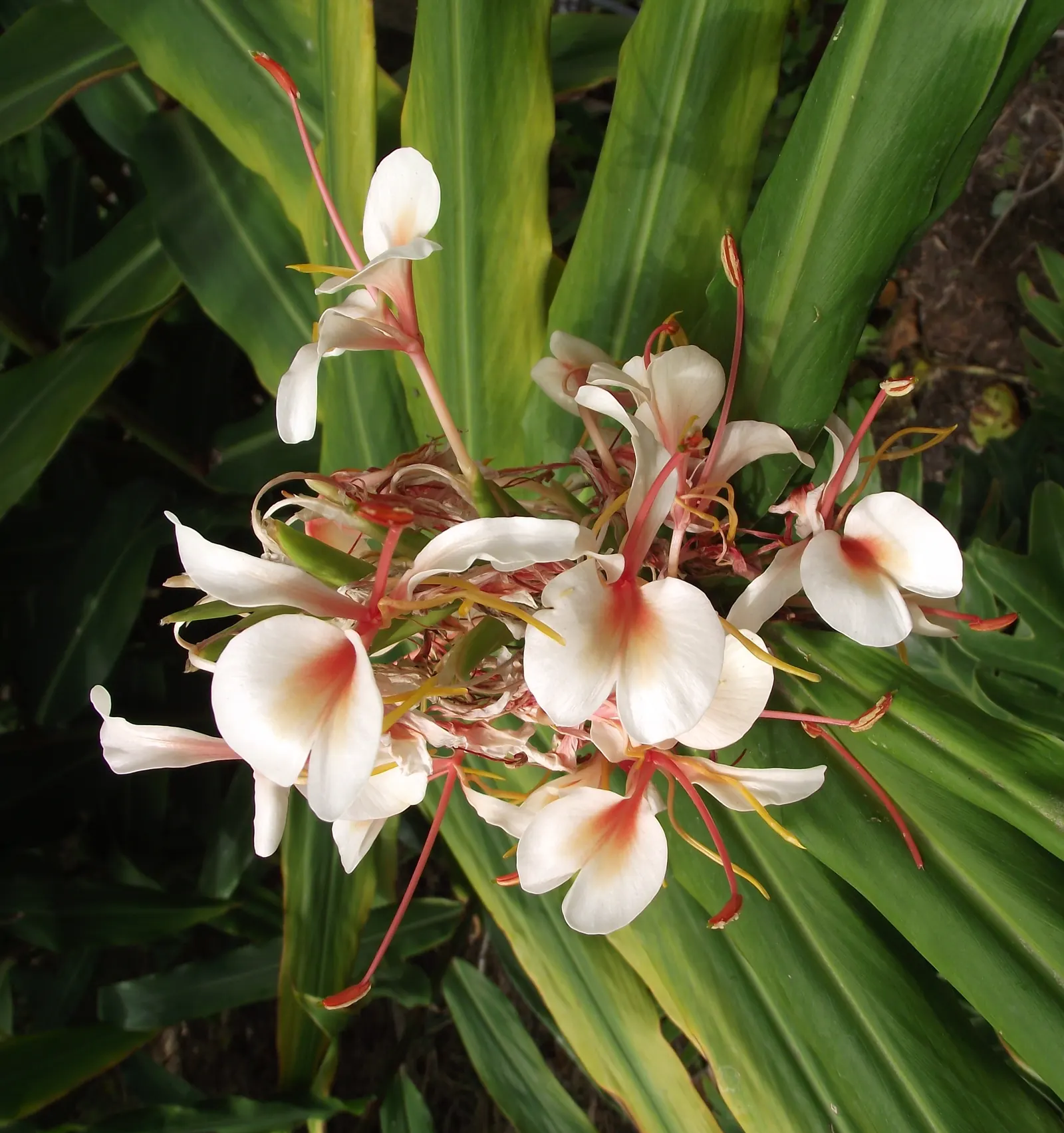 White Garland Lily (Hedychium Coronarium) — and while it tolerates some dry spells; the White Garland Lily thrives in USDA zones 8 through 11
