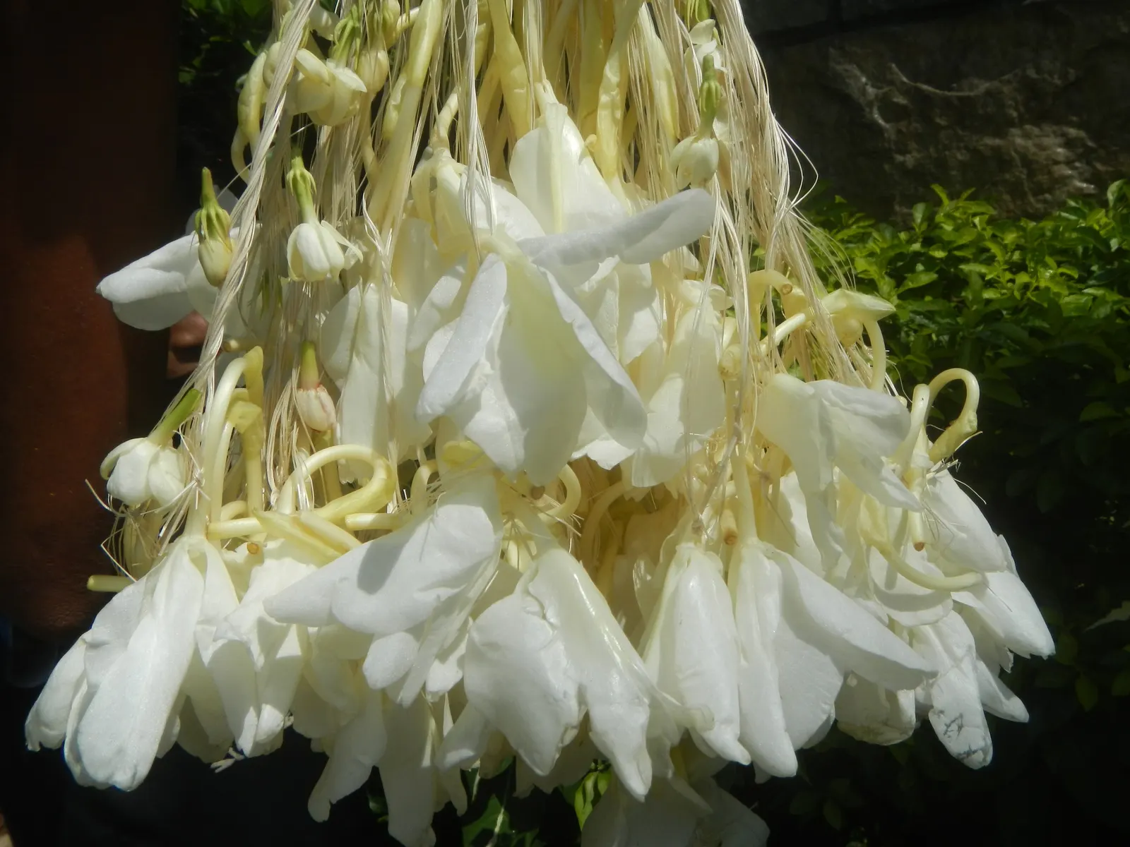White Garland Lily (Hedychium Coronarium) — requiring a planting site that provides full to partial sunlight; the White Garland Lily is considered, image 63