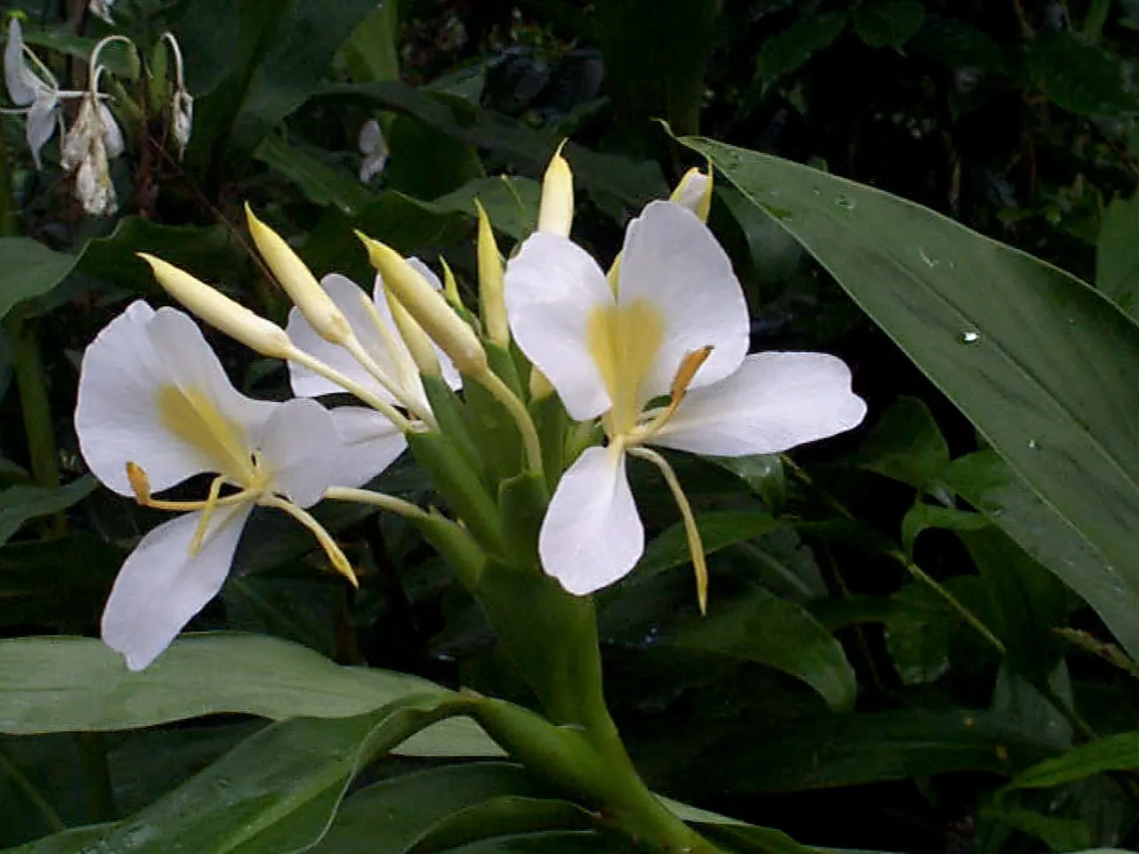 White Garland Lily (Hedychium Coronarium) — which are detrimental to its health.<br><br>When incorporating Hedychium coronarium into landscape designs