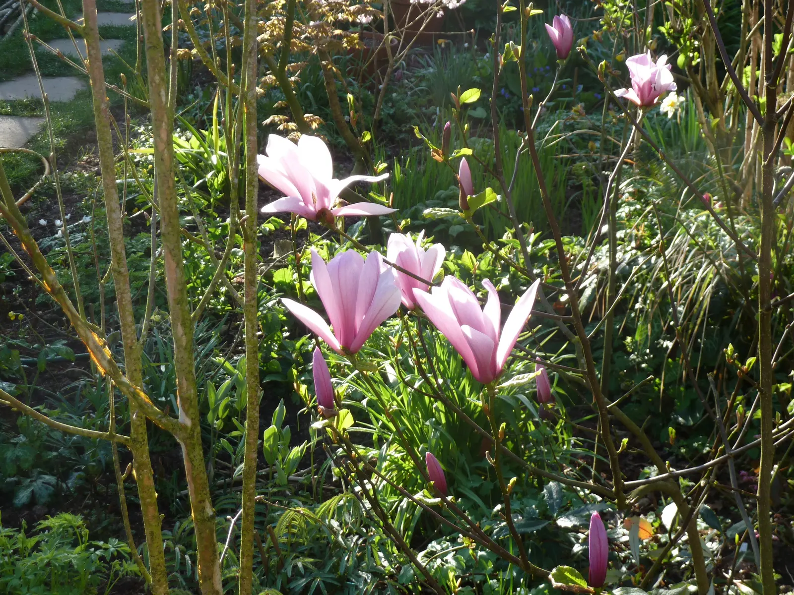 Galaxy Magnolia (Magnolia 'Galaxy') — the Galaxy Magnolia puts on a spectacular early spring display; recognized scientifically as Magnolia 'Galaxy'