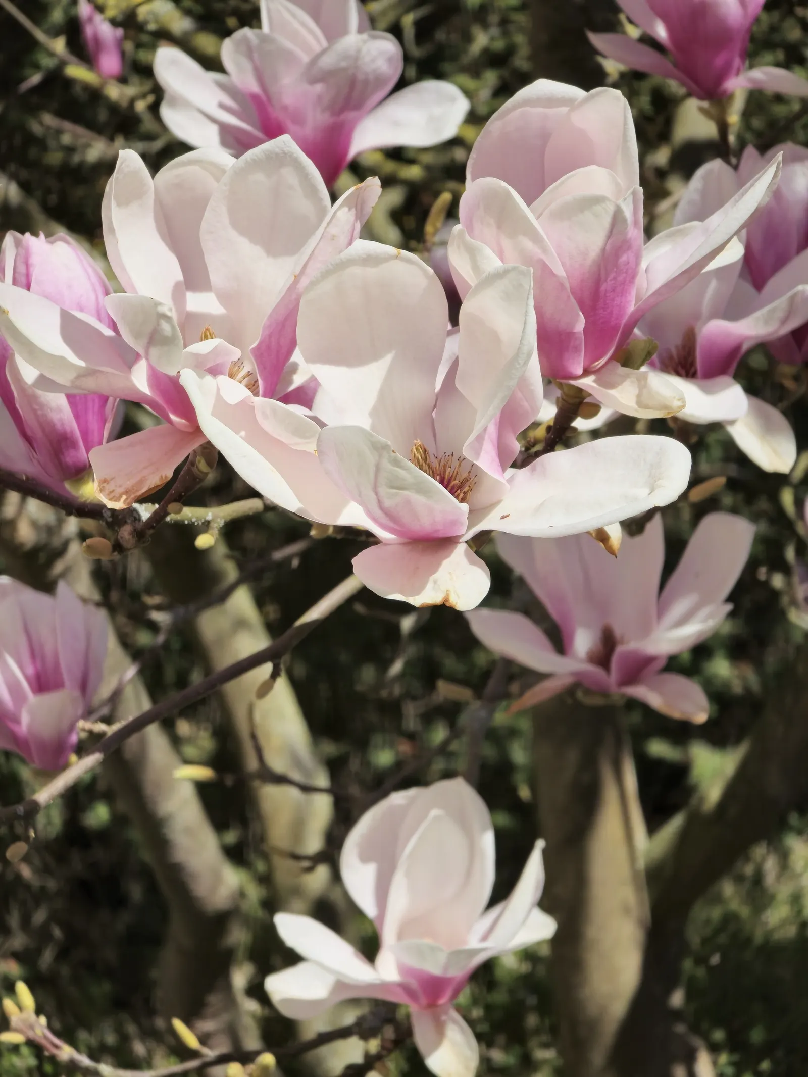 Galaxy Magnolia (Magnolia 'Galaxy') — which span 6 to 8 inches in width