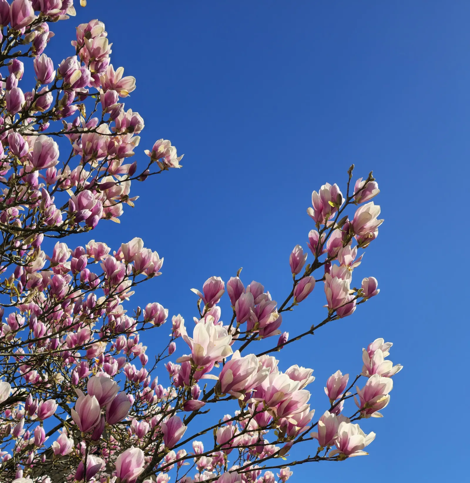 Galaxy Magnolia (Magnolia 'Galaxy') — The Galaxy Magnolia (Magnolia 'Galaxy') is a striking deciduous tree with a narrowly pyramidal form