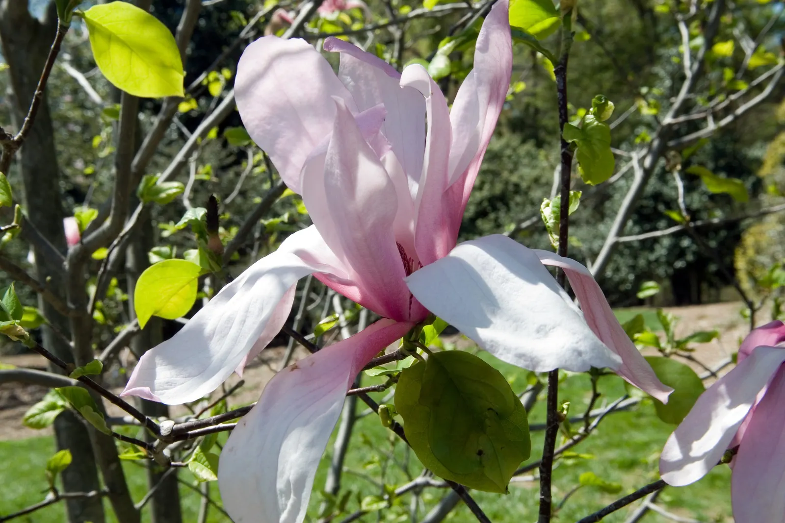 Galaxy Magnolia (Magnolia 'Galaxy') — dense canopy.<br><br>Preferring well-drained
