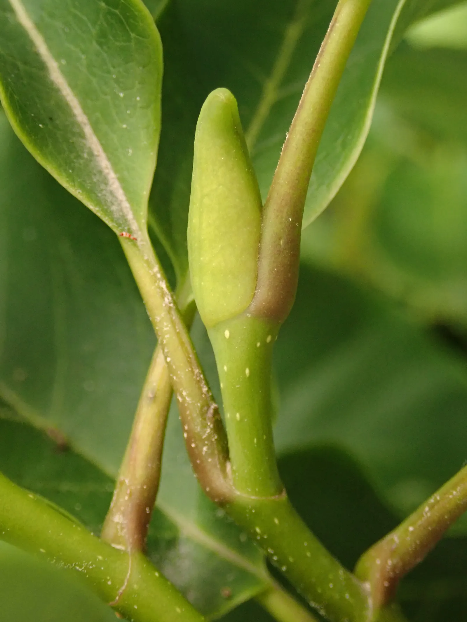 Galaxy Magnolia (Magnolia 'Galaxy') — reaching up to 30 feet tall and 15 feet wide; starburst-like blooms adorn the tree before its foliage emerges