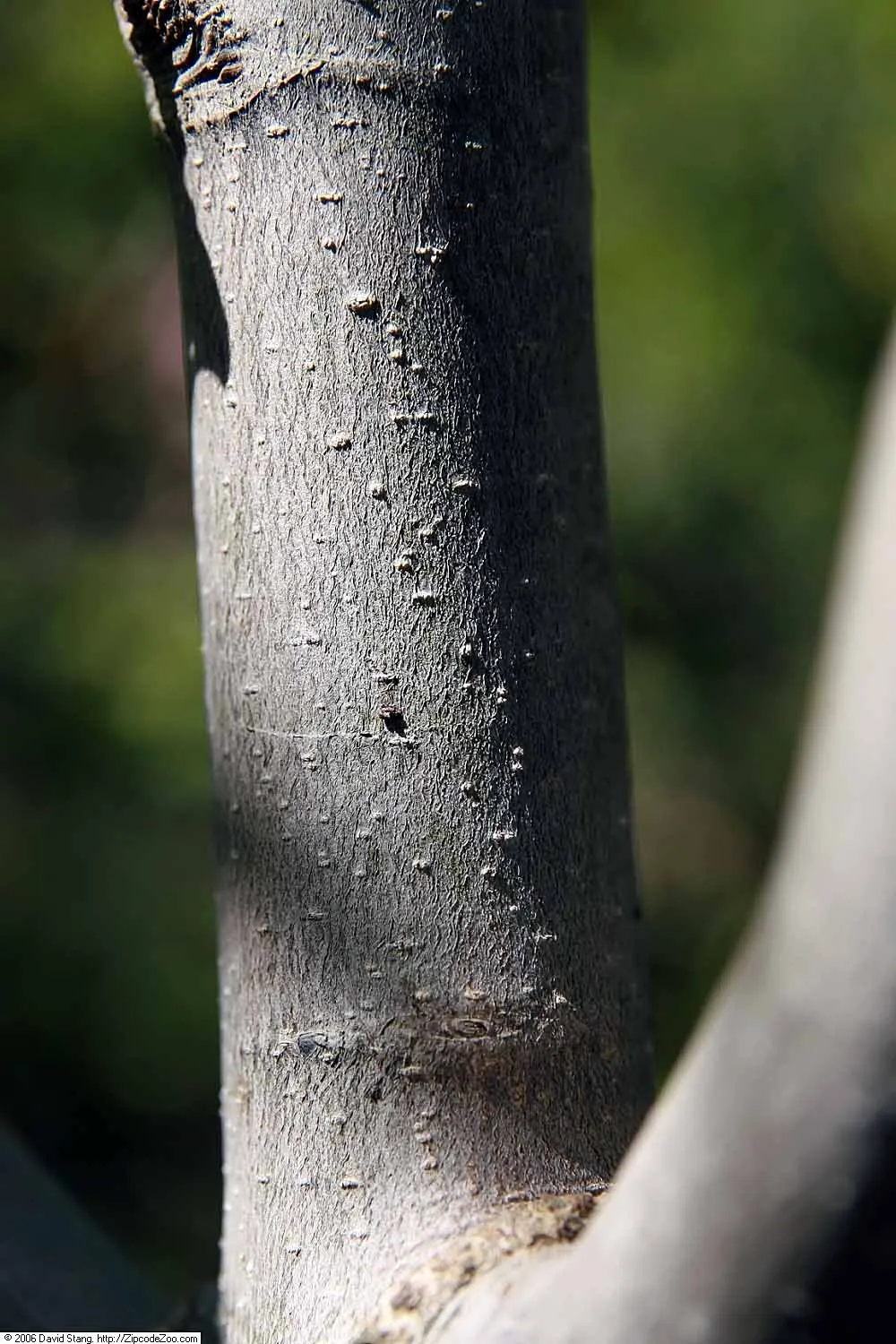 Galaxy Magnolia (Magnolia 'Galaxy') — dark green throughout the growing season; upright form can reach a height of 20 to 30 feet with a spread of approximately