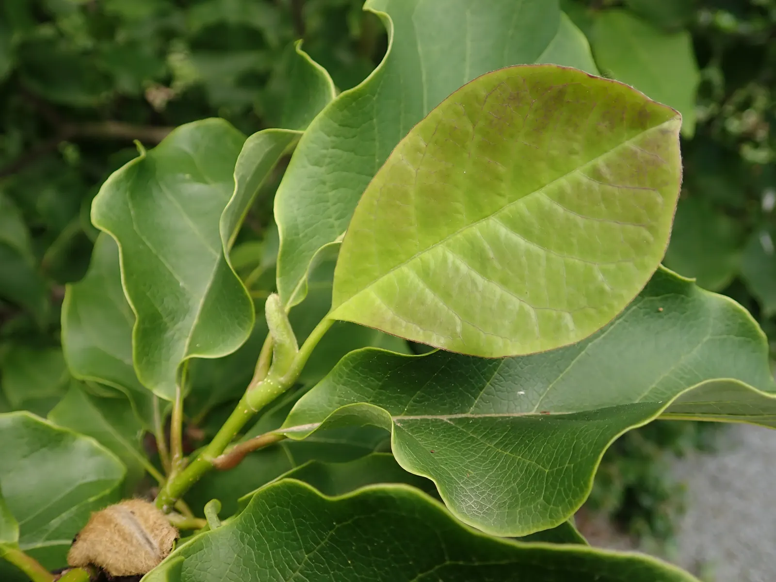Galaxy Magnolia (Magnolia 'Galaxy') — reaching up to 30 feet tall and 15 feet wide