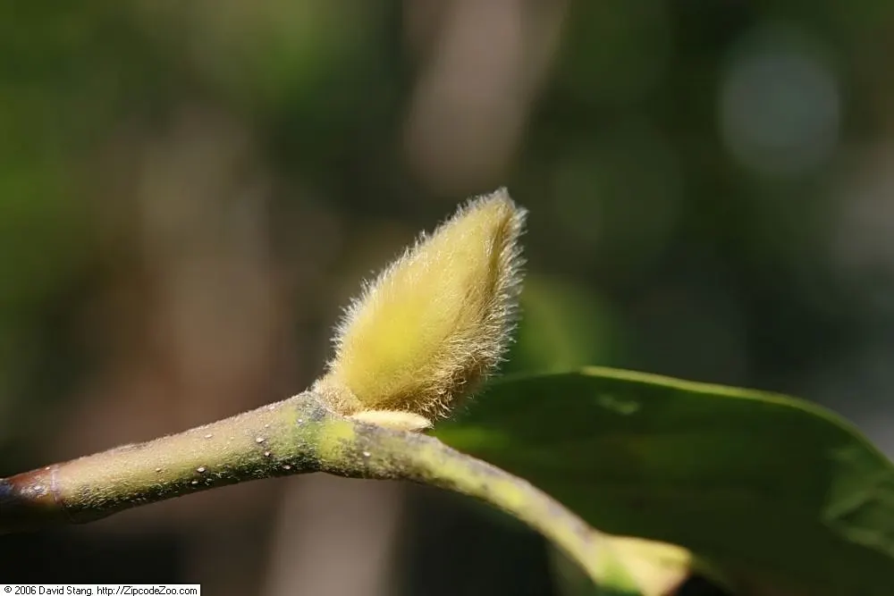 Galaxy Magnolia (Magnolia 'Galaxy') — which span 6 to 8 inches in width; tree for full or half