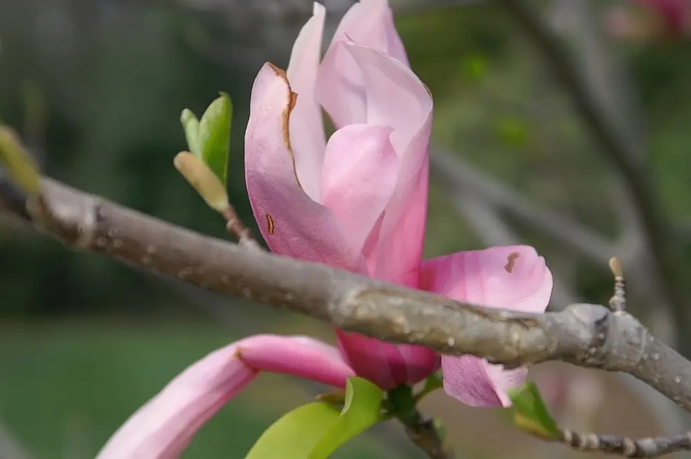 Galaxy Magnolia (Magnolia 'Galaxy') — making it a show-stopping specimen for temperate landscapes