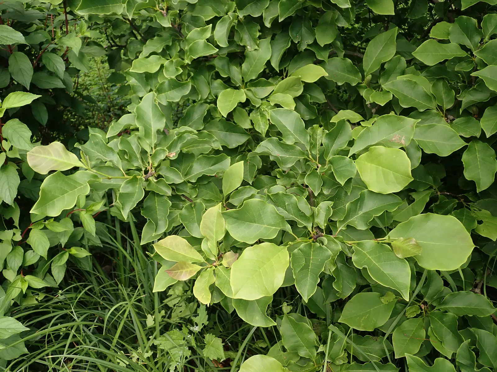 Galaxy Magnolia (Magnolia 'Galaxy') — It requires a location with full sun to partial shade