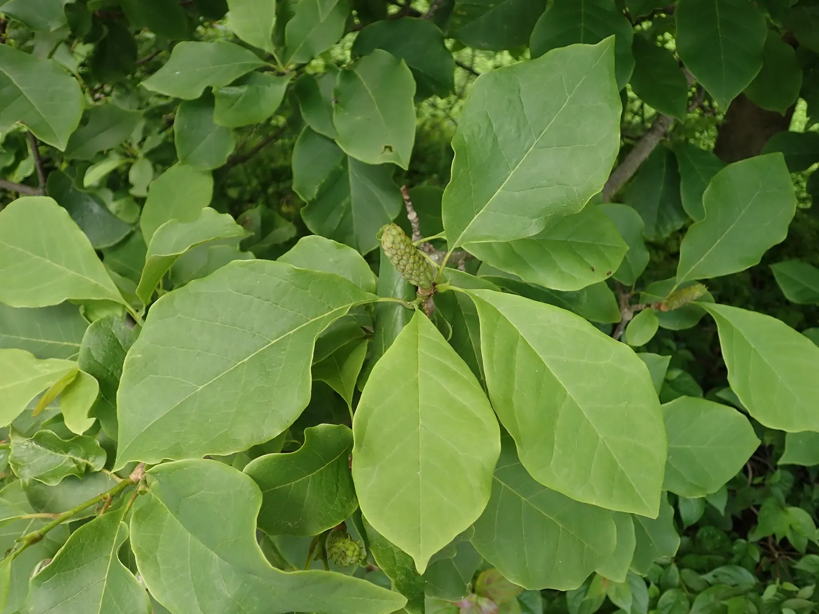 Galaxy Magnolia (Magnolia 'Galaxy') — tree with purple and red blooms