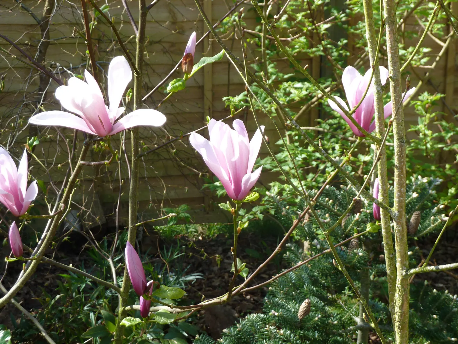 Galaxy Magnolia (Magnolia 'Galaxy') — upright form can reach a height of 20 to 30 feet with a spread of approximately 10 to 15 feet; dark green throughout the