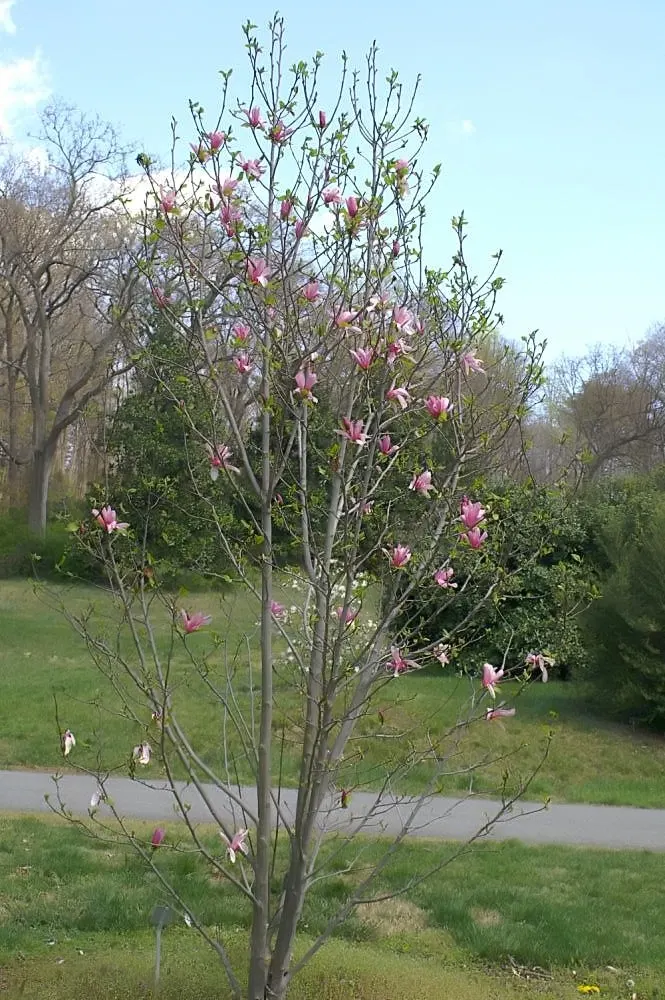 Galaxy Magnolia (Magnolia 'Galaxy') — upright form can reach a height of 20 to 30 feet with a spread of approximately 10 to 15 feet
