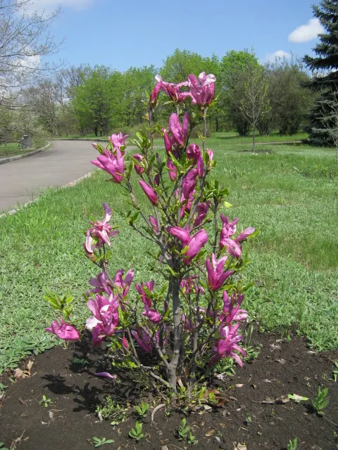 Galaxy Magnolia (Magnolia 'Galaxy') — purple-pink blooms that span up to 6 inches across in mid-spring; purple and red flowers in the garden