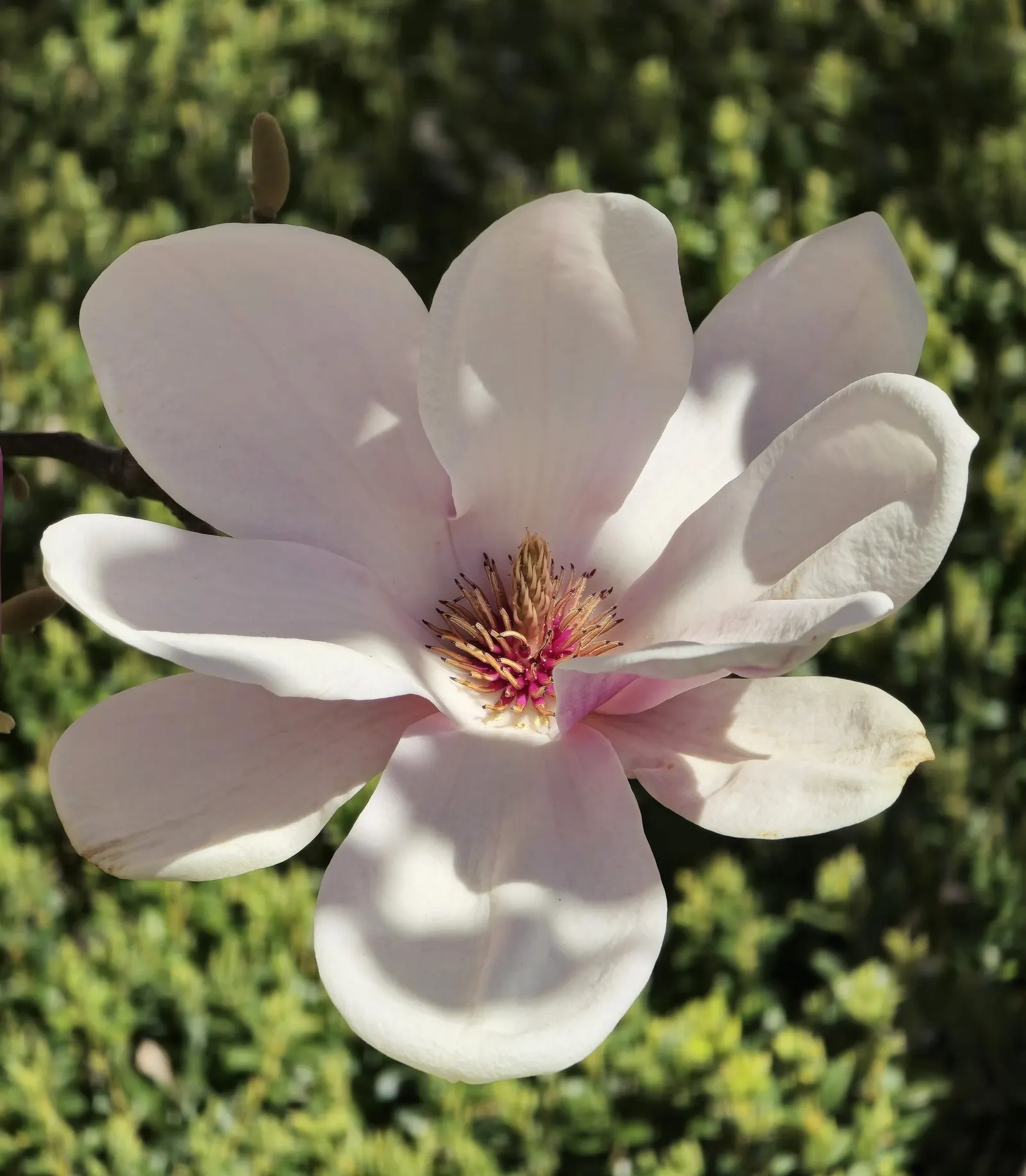 Galaxy Magnolia (Magnolia 'Galaxy') — recognized scientifically as Magnolia 'Galaxy'