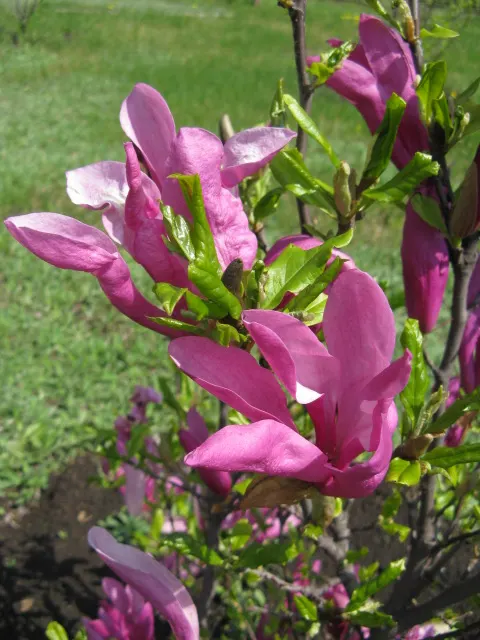 Galaxy Magnolia (Magnolia 'Galaxy') — tree for full or half