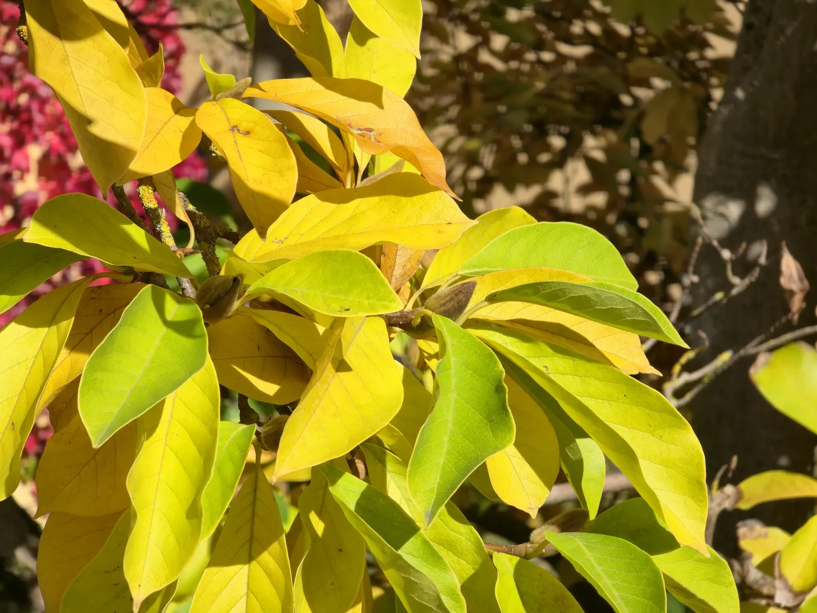 Galaxy Magnolia (Magnolia 'Galaxy') — Preferring full sun to part shade