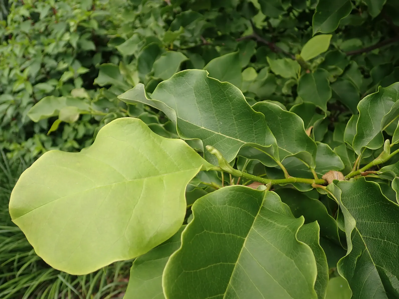 Galaxy Magnolia (Magnolia 'Galaxy') — Although it is not a petite specimen