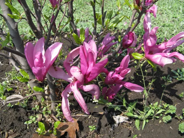 Galaxy Magnolia (Magnolia 'Galaxy') — this hybrid adapts to most soil types and is cold hardy; creating an eye-catching floral show against the backdrop of
