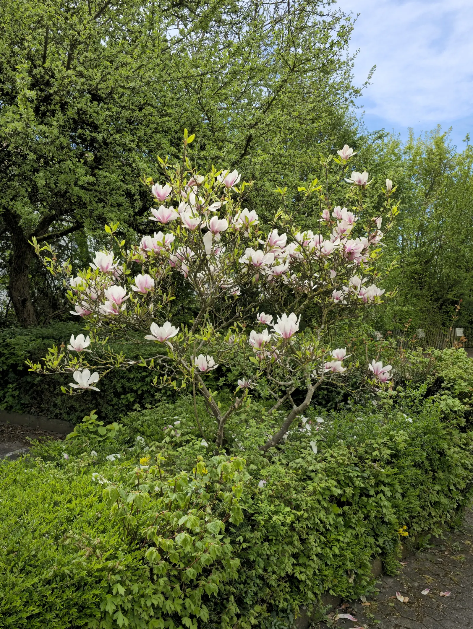 Galaxy Magnolia (Magnolia 'Galaxy') — dark green throughout the growing season