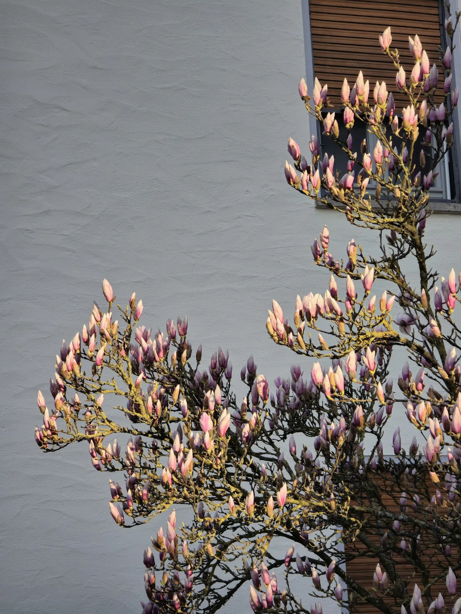Galaxy Magnolia (Magnolia 'Galaxy') — this hybrid adapts to most soil types and is cold hardy