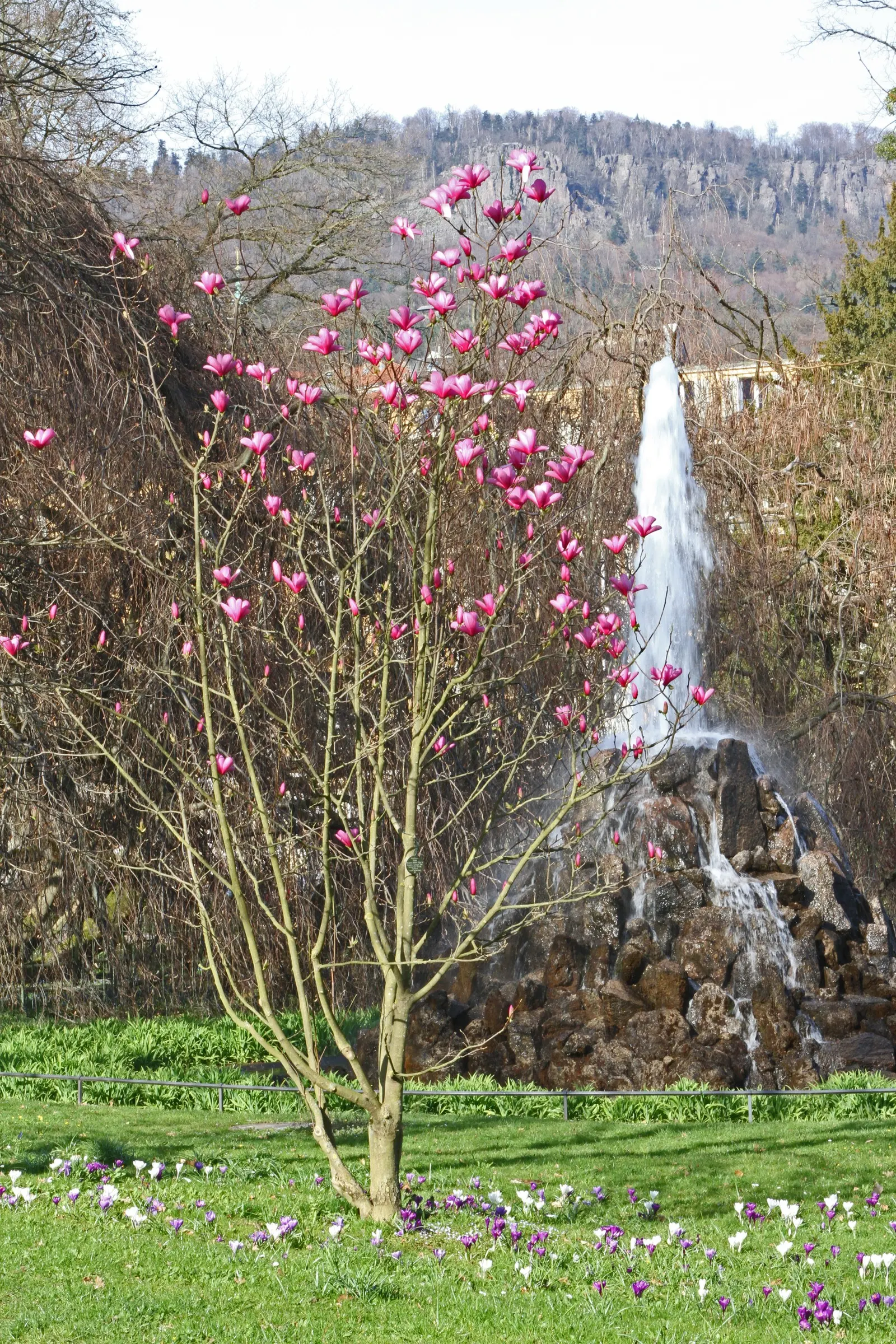 Galaxy Magnolia (Magnolia 'Galaxy') — creating an eye-catching floral show against the backdrop of spring's awakening; the Galaxy Magnolia (Magnolia 'Galaxy')