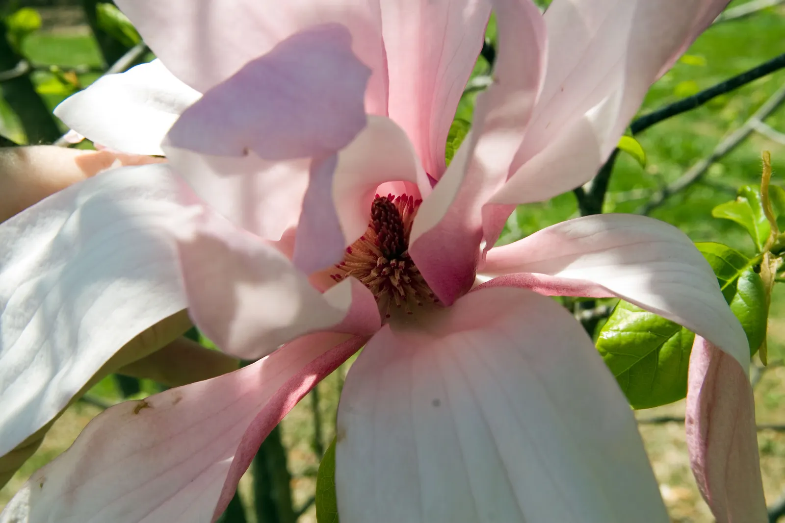 Galaxy Magnolia (Magnolia 'Galaxy') — purple-pink blooms that span up to 6 inches across in mid-spring