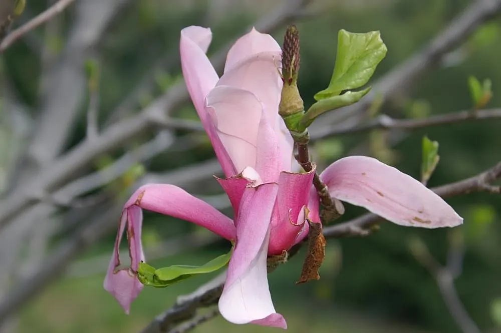 Galaxy Magnolia (Magnolia 'Galaxy') — the Galaxy Magnolia puts on a spectacular early spring display