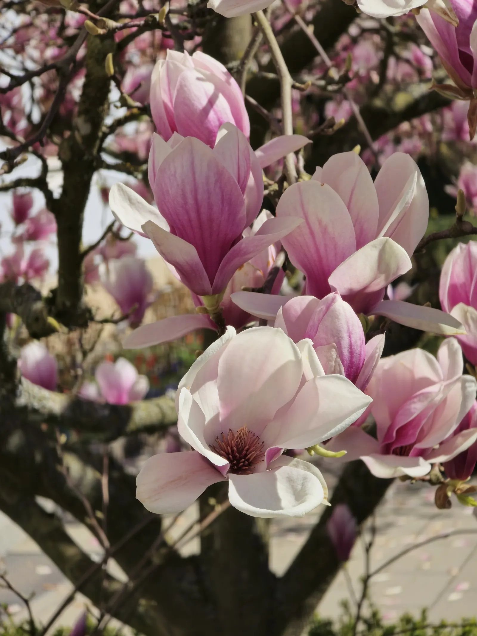Galaxy Magnolia (Magnolia 'Galaxy') — creating an eye-catching floral show against the backdrop of spring's awakening