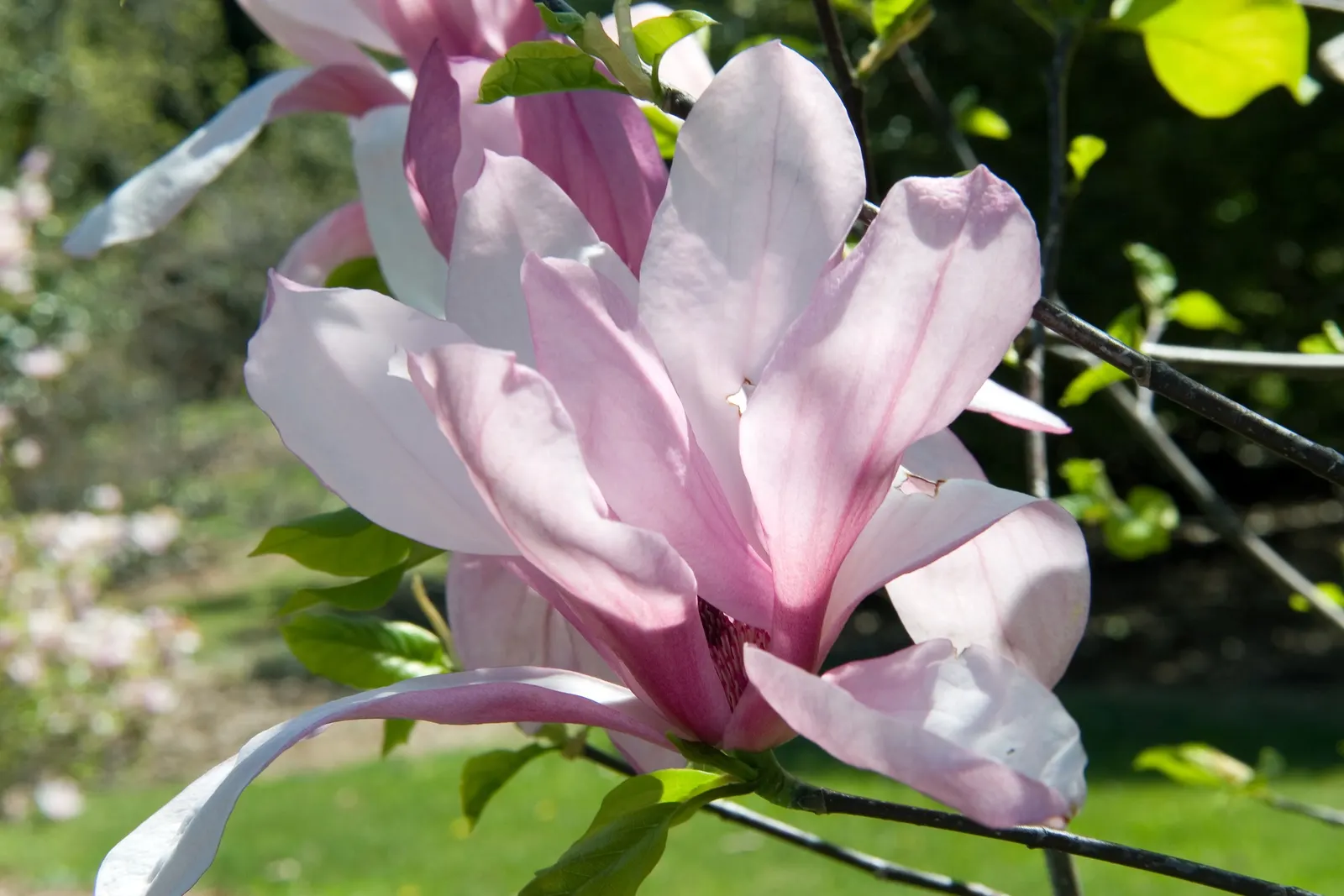 Galaxy Magnolia (Magnolia 'Galaxy') — starburst-like blooms adorn the tree before its foliage emerges