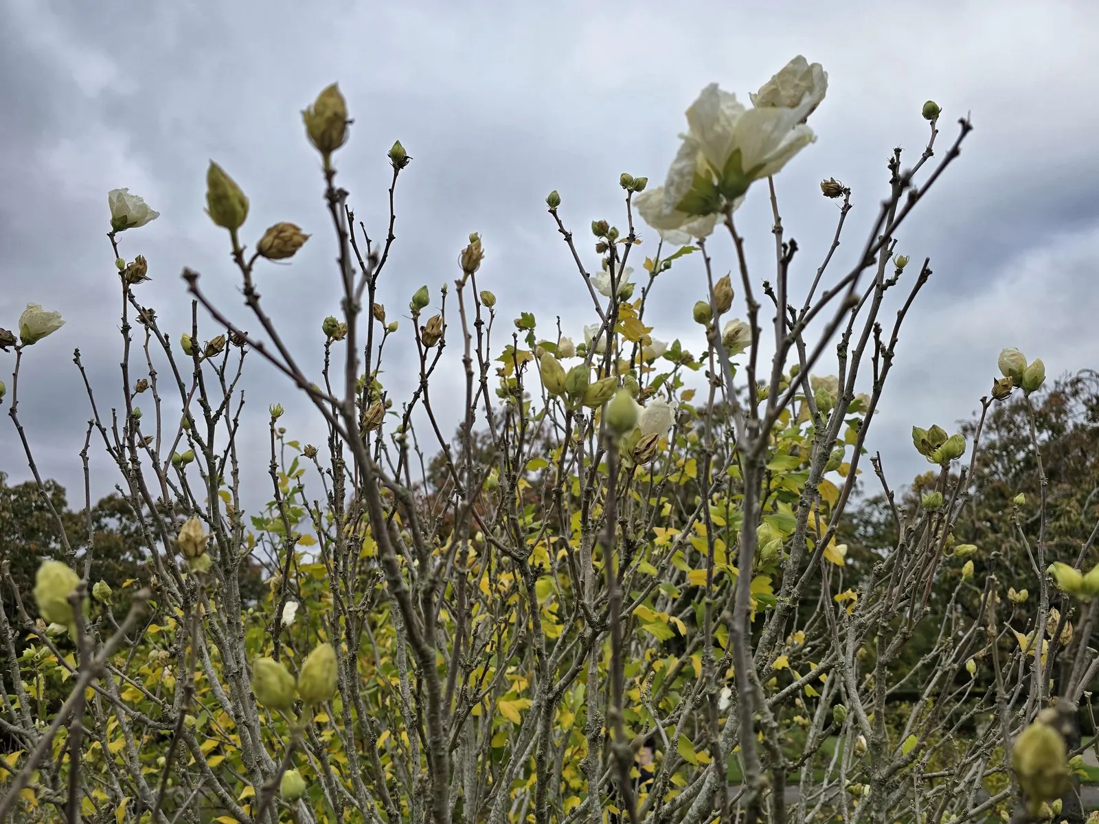 Galaxy Magnolia (Magnolia 'Galaxy') — dense canopy.<br><br>Preferring well-drained; this magnolia variety is hardy in USDA zones 5 through 9
