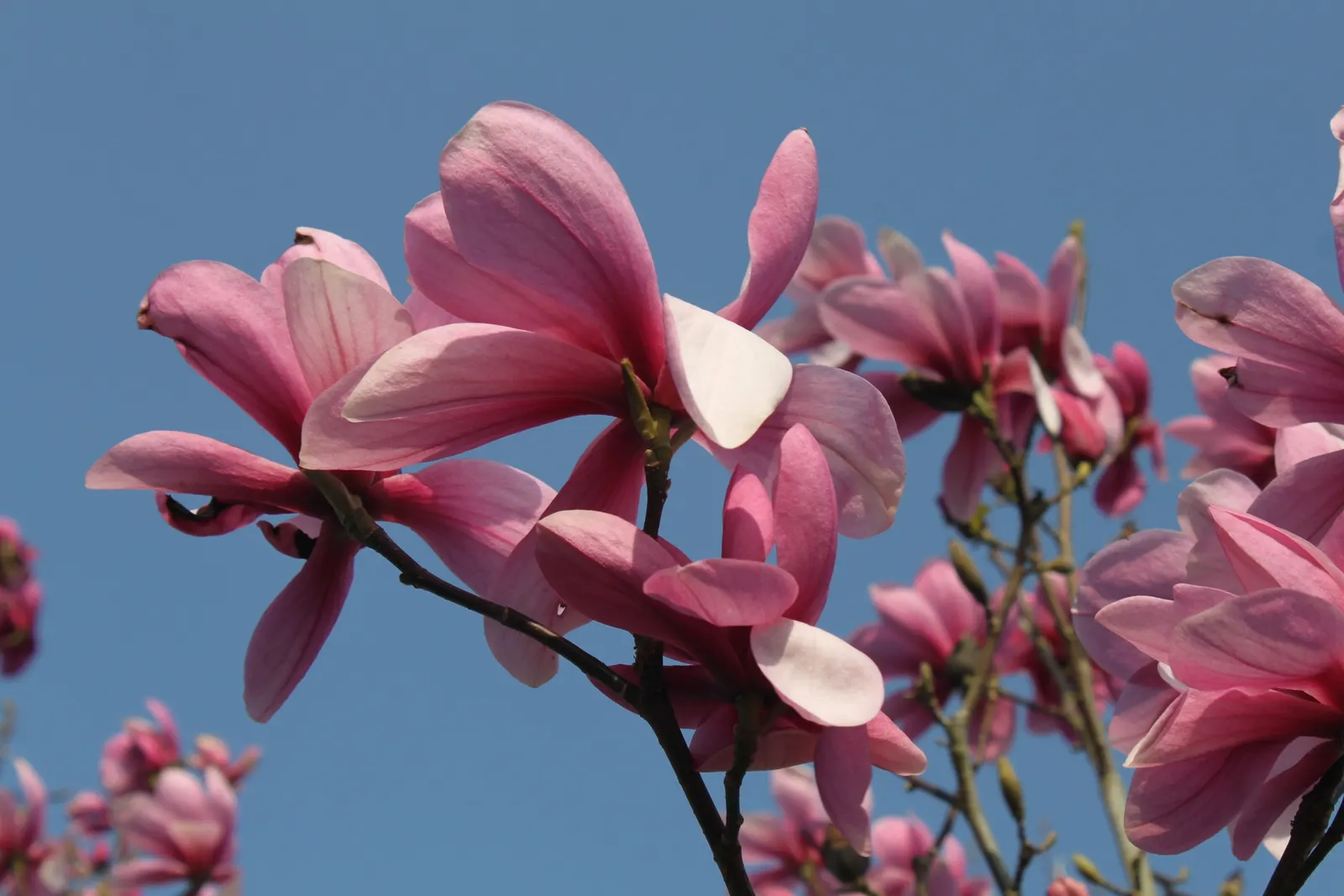 Galaxy Magnolia (Magnolia 'Galaxy') — purple and red flowers in the garden