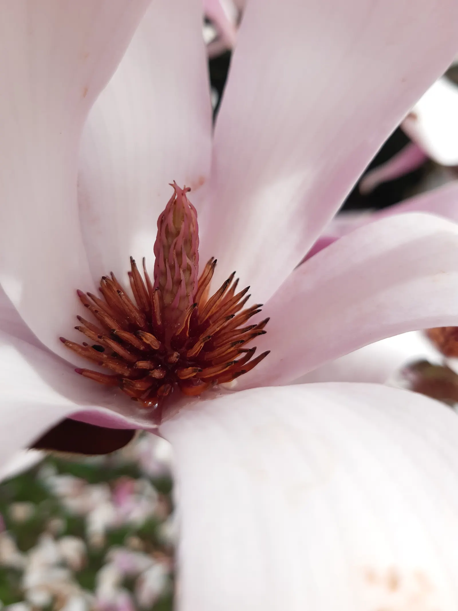 Galaxy Magnolia (Magnolia 'Galaxy') — The Galaxy Magnolia (Magnolia 'Galaxy') is a striking deciduous tree with a narrowly pyramidal form; preferring full sun